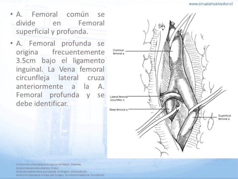 Diapositiva 11 de Anatomía quirúrgica y accesos quirúrgicos femoral y poplíteo