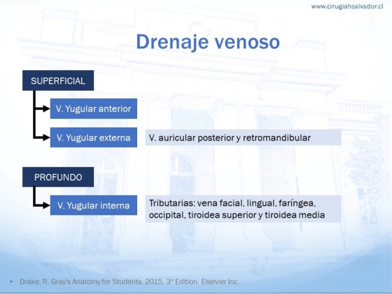 Diapositiva 18 de Anatomía quirúrgica de cuello