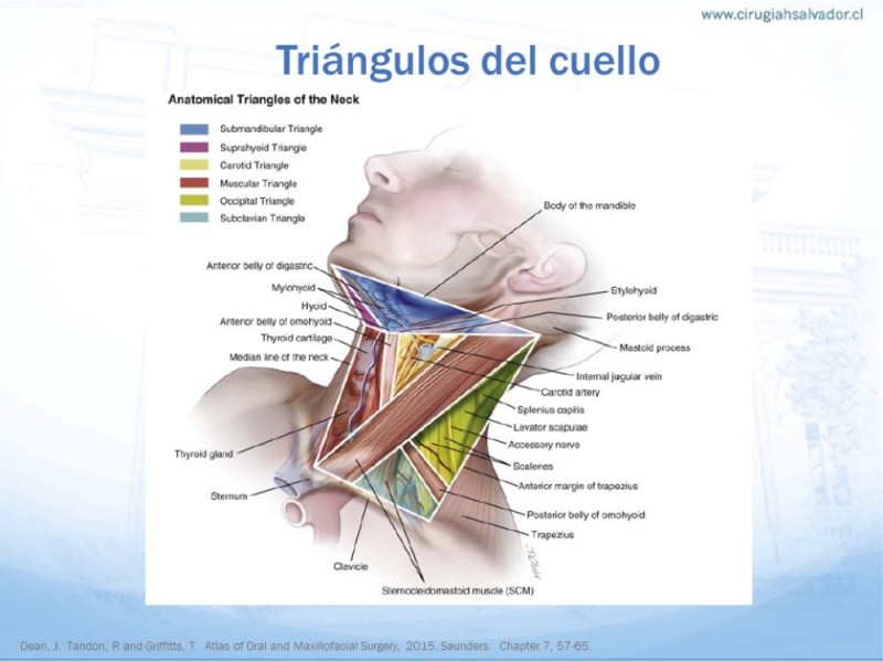 Diapositiva 6 de Anatomía quirúrgica de cuello