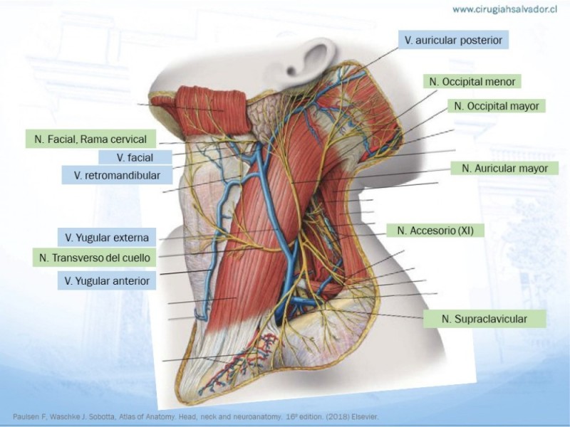 Diapositiva 12 de Anatomía quirúrgica de cuello