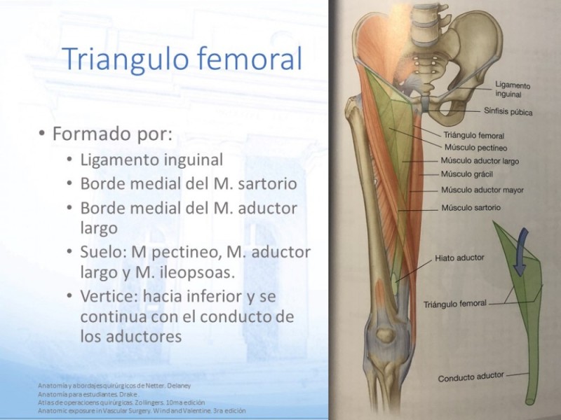 Diapositiva 3 de Anatomía quirúrgica y accesos quirúrgicos femoral y poplíteo