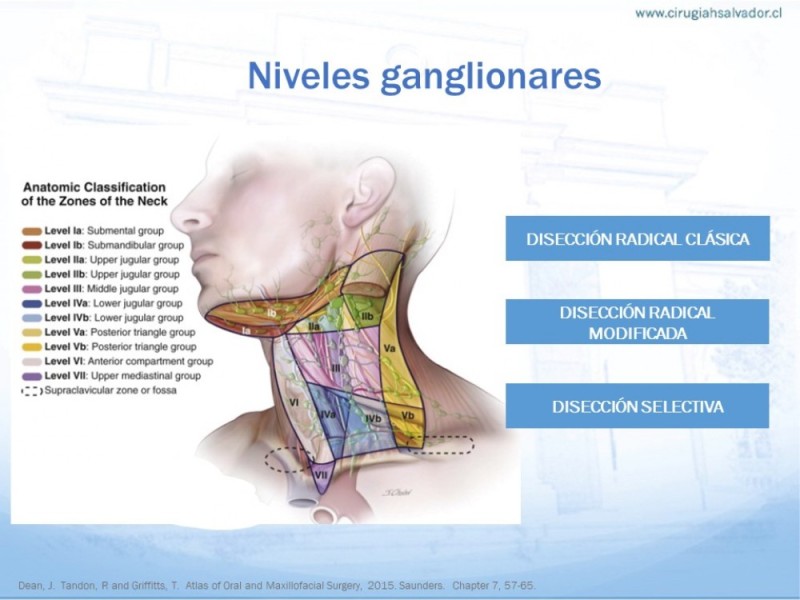 Diapositiva 9 de Anatomía quirúrgica de cuello