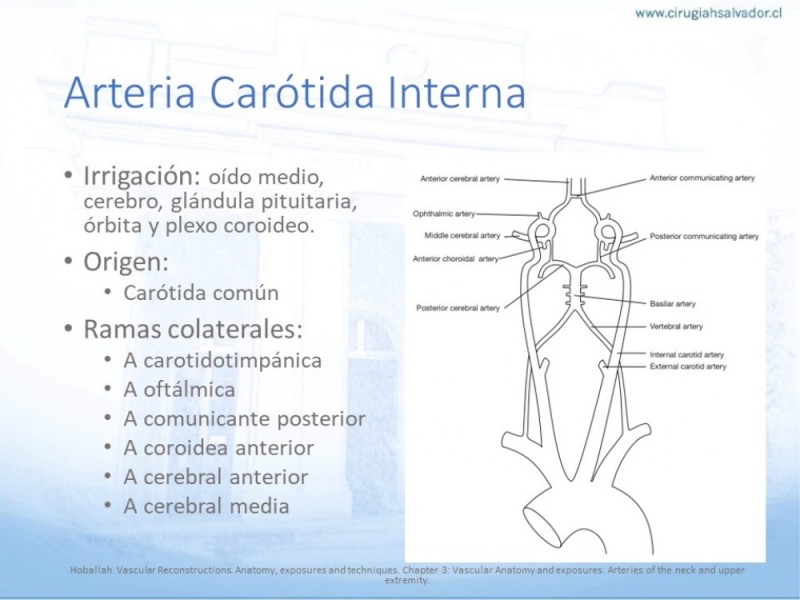 Diapositiva 6 de Anatomía quirúrgica y accesos quirúrgicos carotideo y subclavio