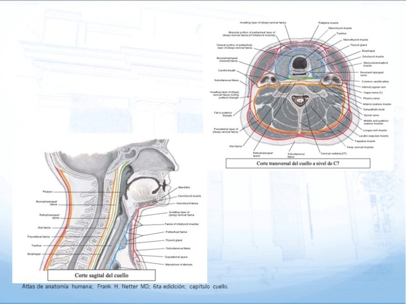 Diapositiva 5 de Trauma Cervical