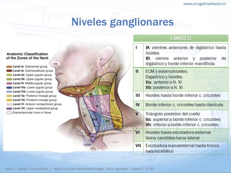 Diapositiva 8 de Anatomía quirúrgica de cuello