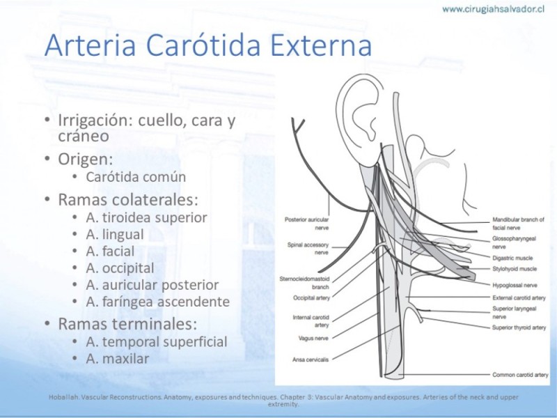 Diapositiva 5 de Anatomía quirúrgica y accesos quirúrgicos carotideo y subclavio