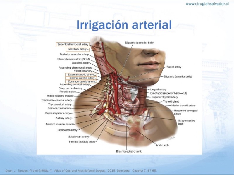 Diapositiva 17 de Anatomía quirúrgica de cuello