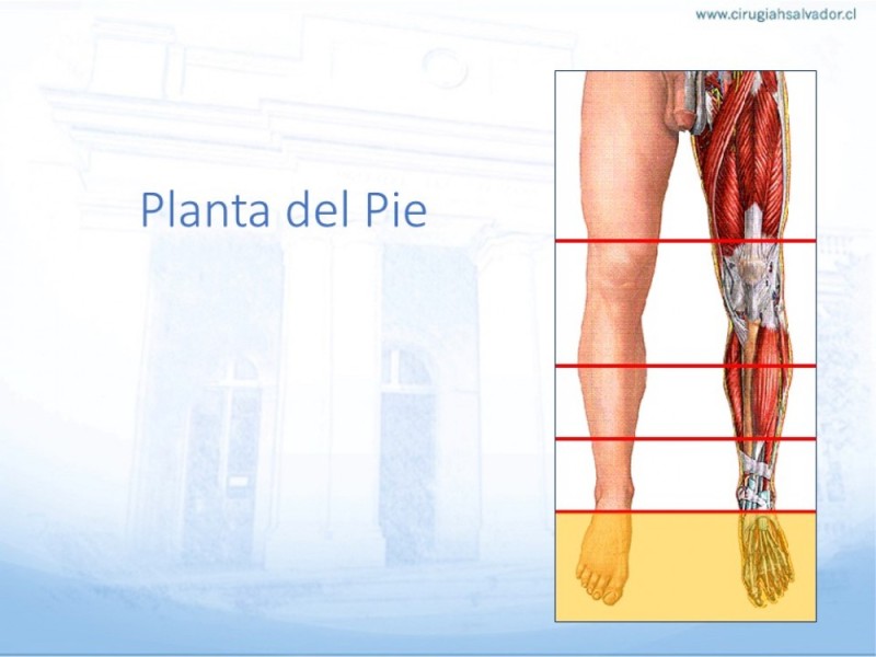 Diapositiva 54 de Cobertura de Extremidades Inferiores