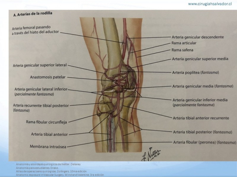 Diapositiva 14 de Anatomía quirúrgica y accesos quirúrgicos femoral y poplíteo