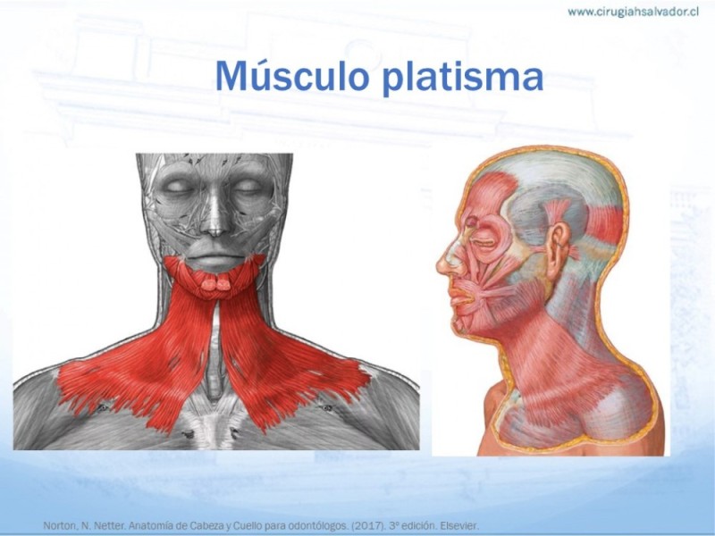 Diapositiva 2 de Anatomía quirúrgica de cuello