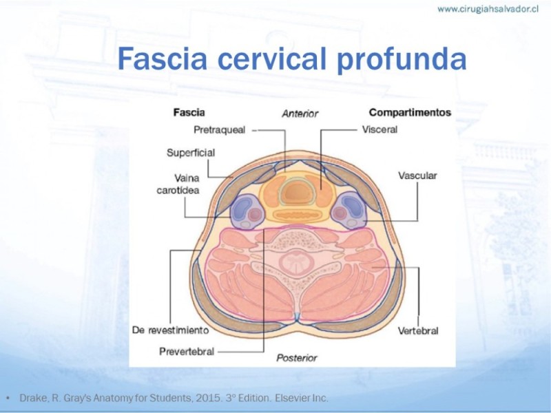 Diapositiva 4 de Anatomía quirúrgica de cuello