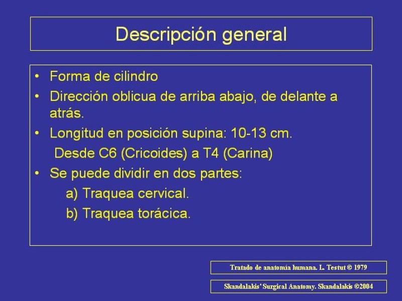 Diapositiva 1 de Anatomía del Árbol Traqueo-bronquial