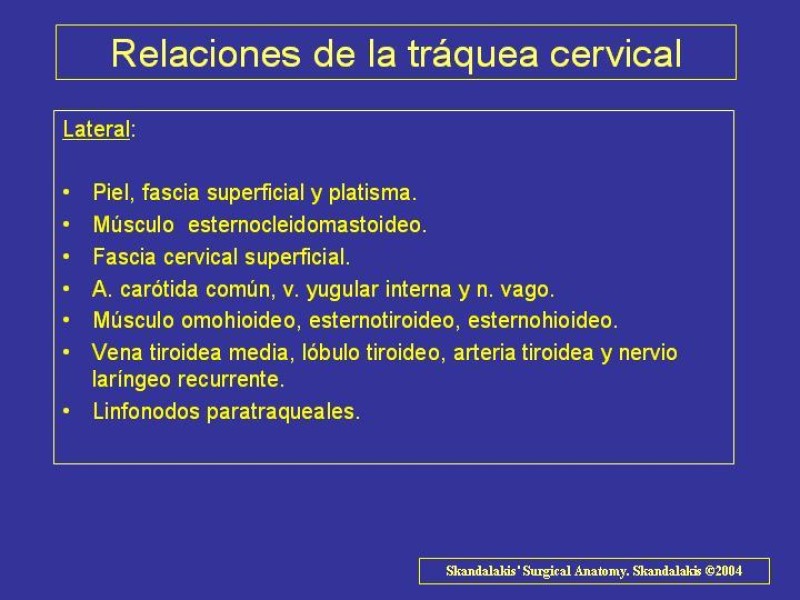 Diapositiva 5 de Anatomía del Árbol Traqueo-bronquial