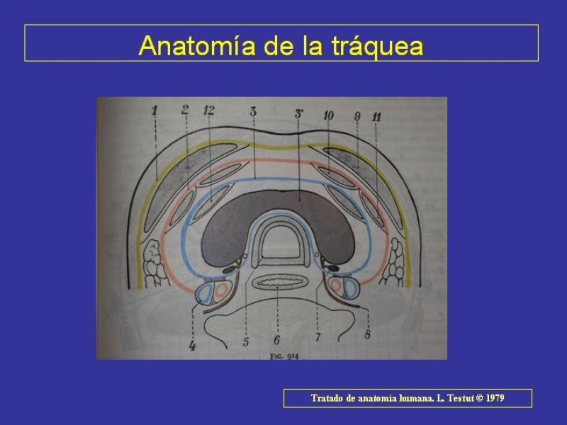 Diapositiva 9 de Anatomía del Árbol Traqueo-bronquial