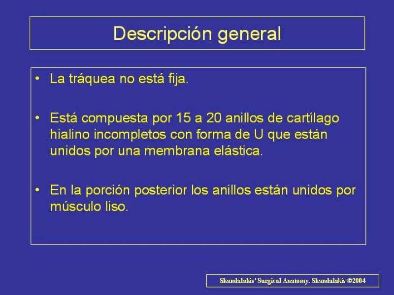 Diapositiva 3 de Anatomía del Árbol Traqueo-bronquial