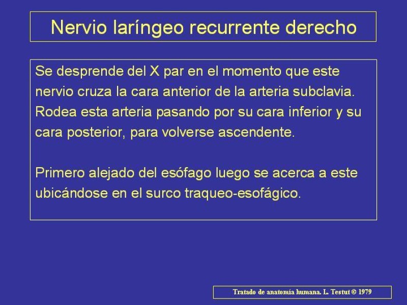 Diapositiva 26 de Anatomía del Árbol Traqueo-bronquial