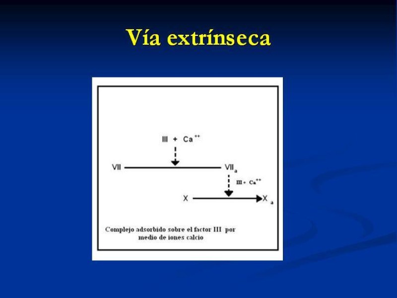 Diapositiva 11 de Anticoagulantes