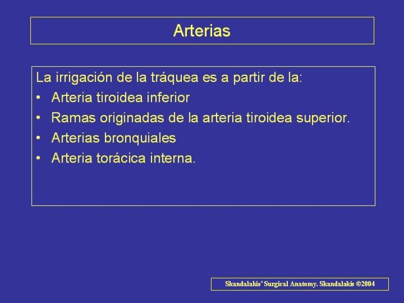 Diapositiva 21 de Anatomía del Árbol Traqueo-bronquial