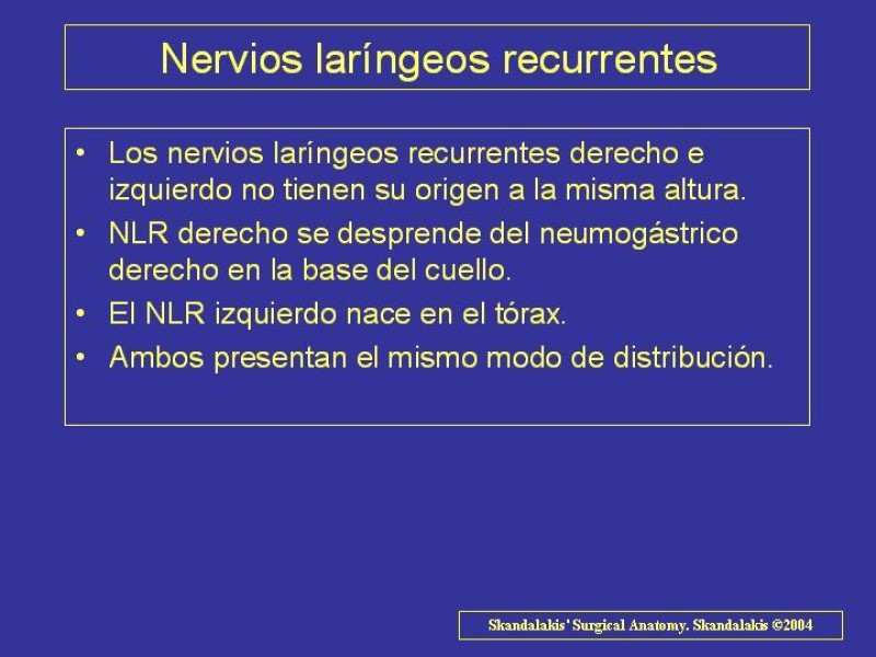 Diapositiva 24 de Anatomía del Árbol Traqueo-bronquial