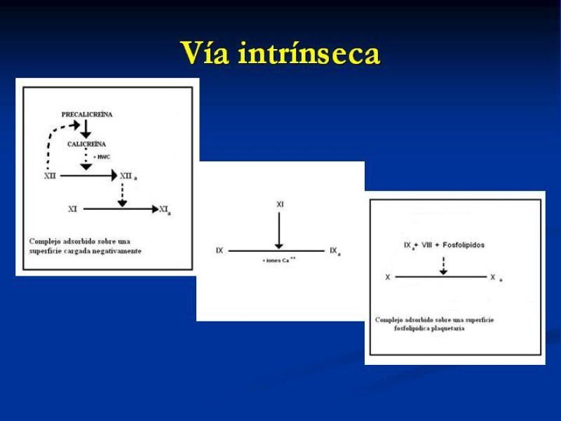 Diapositiva 13 de Anticoagulantes