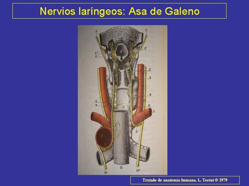Diapositiva 29 de Anatomía del Árbol Traqueo-bronquial