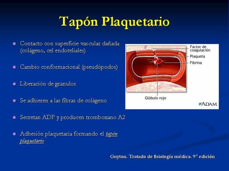 Diapositiva 5 de Anticoagulantes