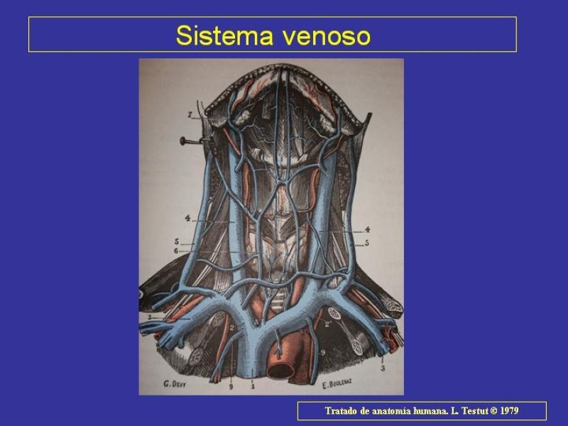 Diapositiva 10 de Anatomía del Árbol Traqueo-bronquial