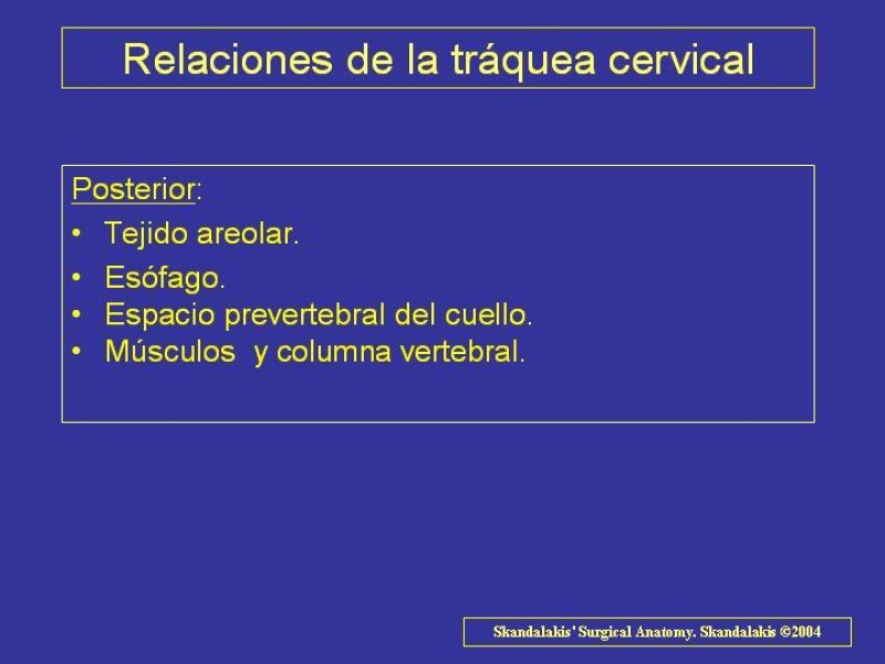 Diapositiva 7 de Anatomía del Árbol Traqueo-bronquial