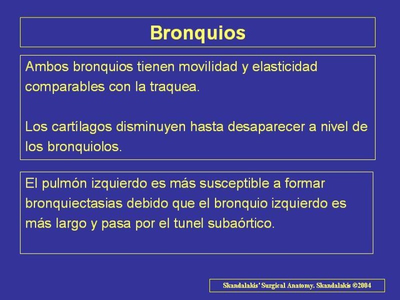 Diapositiva 31 de Anatomía del Árbol Traqueo-bronquial