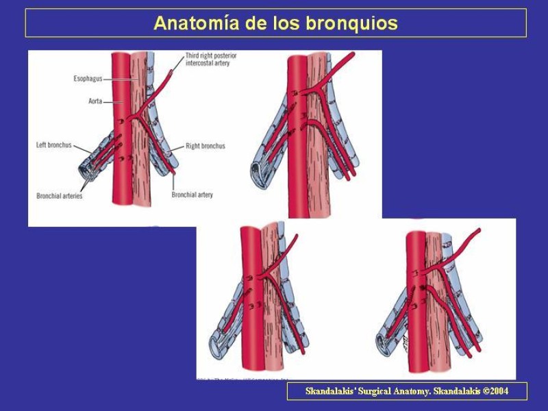 Diapositiva 22 de Anatomía del Árbol Traqueo-bronquial