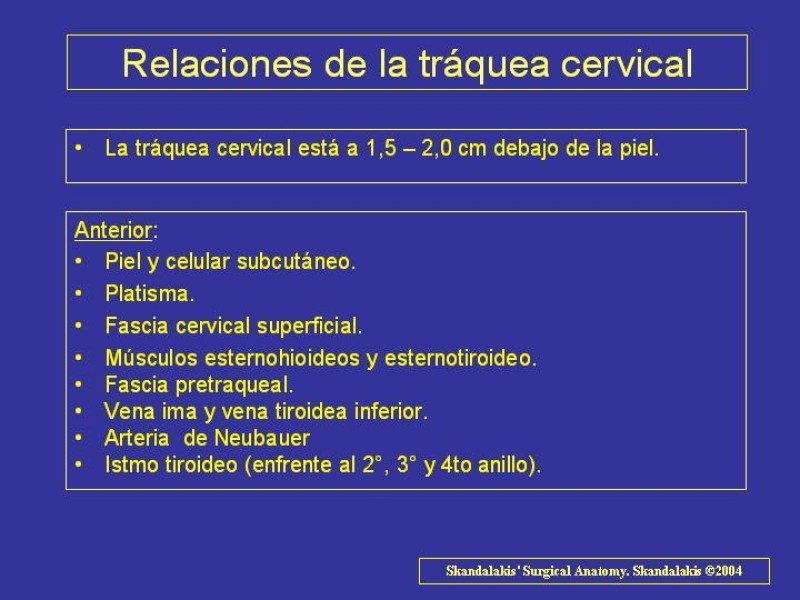 Diapositiva 4 de Anatomía del Árbol Traqueo-bronquial