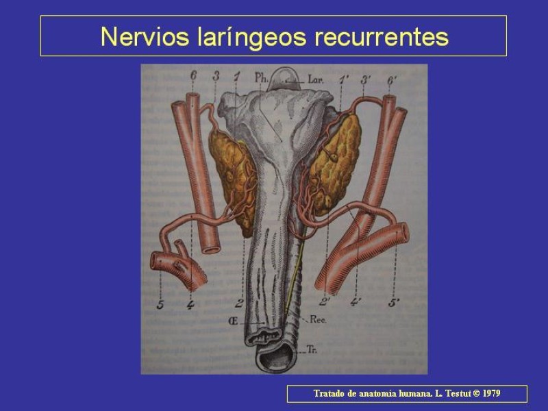 Diapositiva 25 de Anatomía del Árbol Traqueo-bronquial
