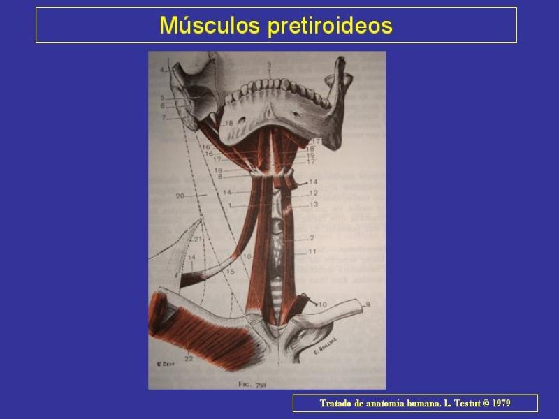 Diapositiva 12 de Anatomía del Árbol Traqueo-bronquial