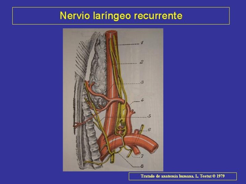 Diapositiva 28 de Anatomía del Árbol Traqueo-bronquial