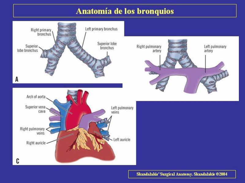 Diapositiva 34 de Anatomía del Árbol Traqueo-bronquial