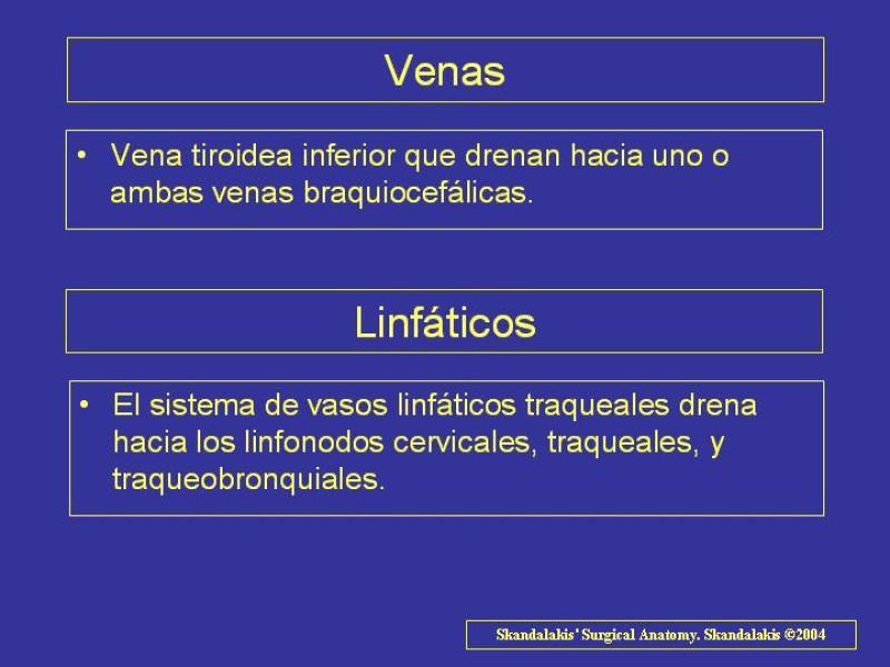 Diapositiva 23 de Anatomía del Árbol Traqueo-bronquial