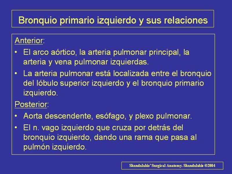 Diapositiva 33 de Anatomía del Árbol Traqueo-bronquial