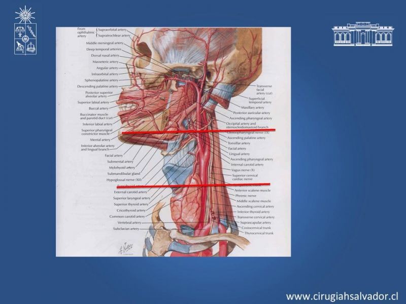 Diapositiva 10 de Manejo del trauma cervical penetrante
