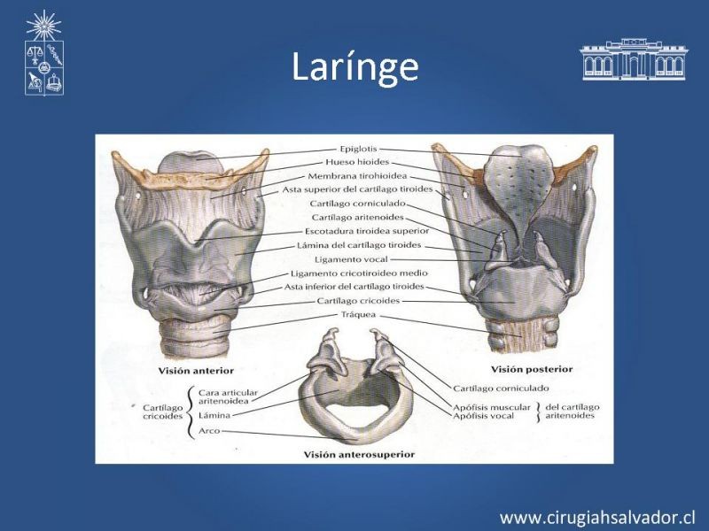 Diapositiva 1 de Manejo del trauma laríngeo