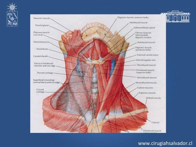 Diapositiva 2 de Manejo del trauma cervical penetrante