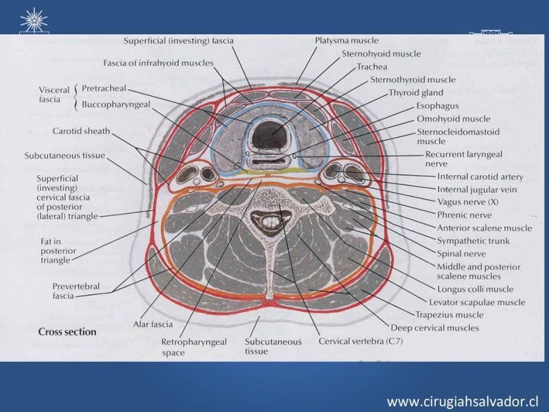 Diapositiva 3 de Manejo del trauma cervical penetrante