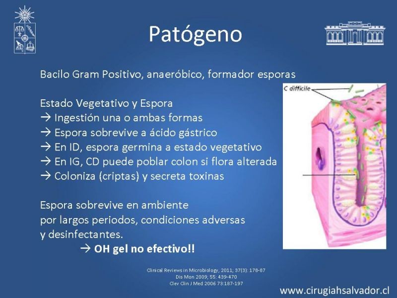 Diapositiva 3 de Diarrea por C. Difficile