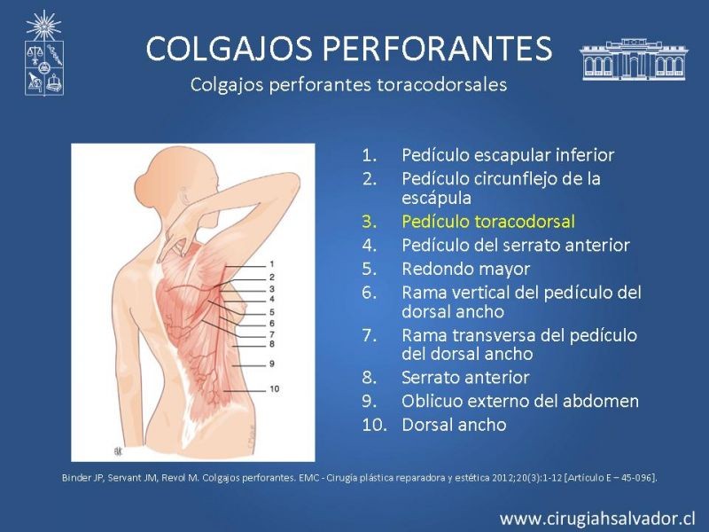 Diapositiva 36 de Colgajos perforantes: Anatomía-usos