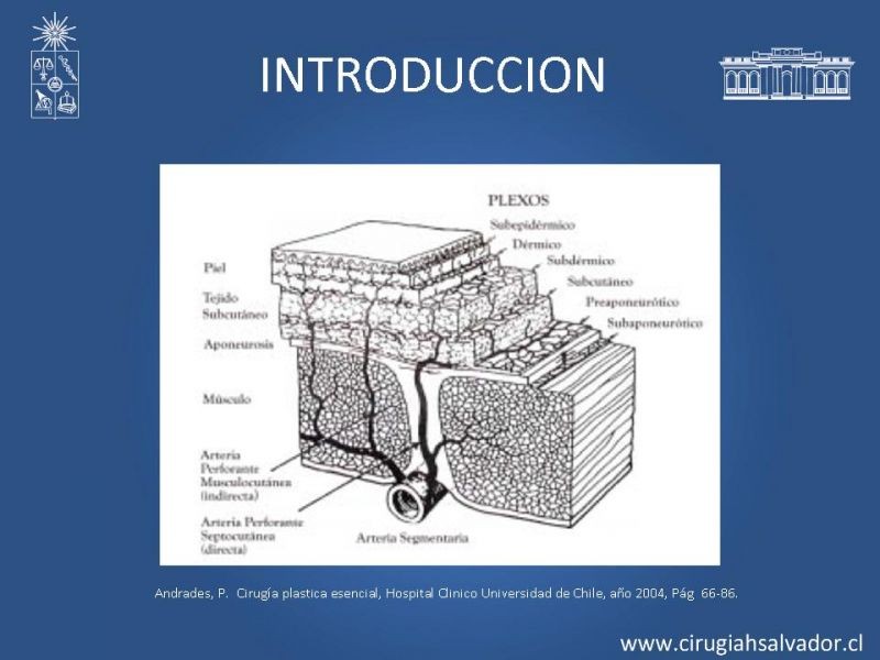 Diapositiva 3 de Colgajos perforantes: Anatomía-usos