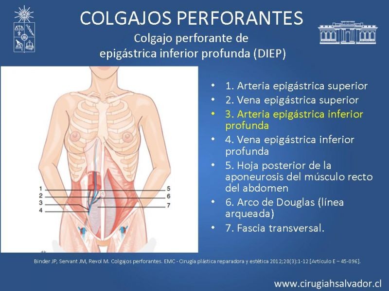Diapositiva 16 de Colgajos perforantes: Anatomía-usos