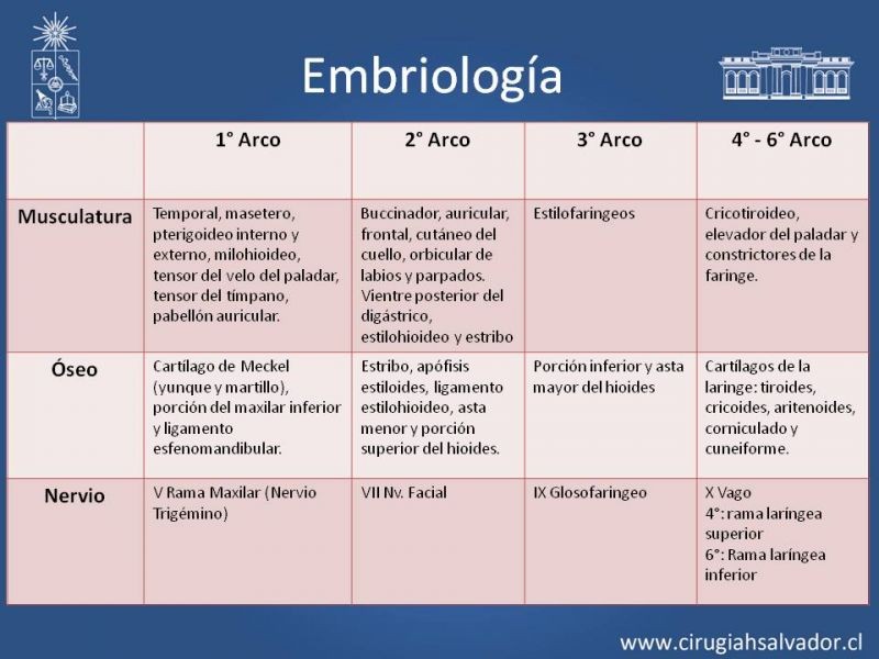 Diapositiva 4 de Quistes Branquiales