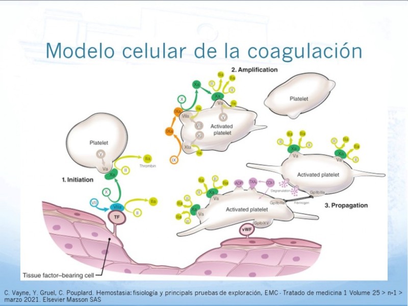 Diapositiva 6 de Marcadores de trombosis