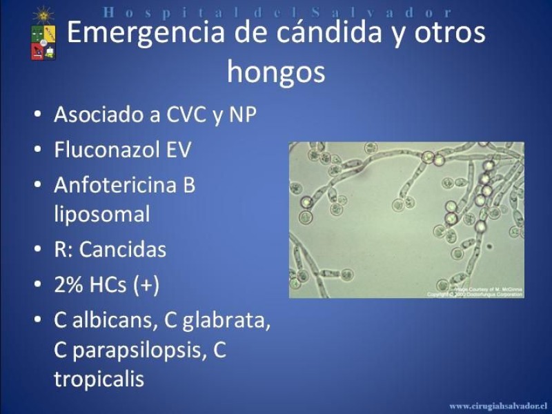 Diapositiva 15 de Flora Microbiana 