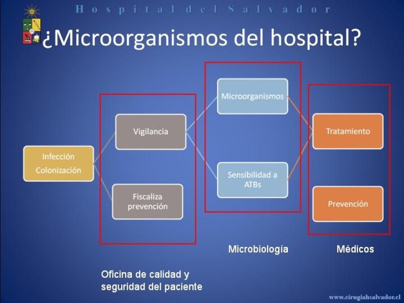 Diapositiva 4 de Flora Microbiana 
