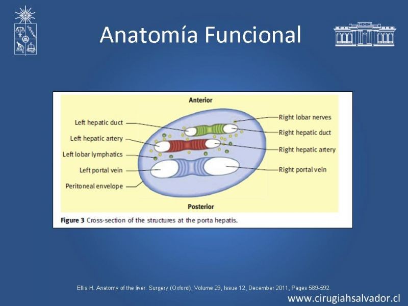 Diapositiva 5 de Segmentos Hepáticos: TC